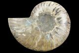 Agatized Ammonite Fossil (Half) - Madagascar #123272-1